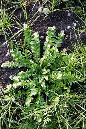 Capsella bursa-pastoris \ Hirtentschel / Shepherd's Purse, D Wörth (Landkreis Erding) 30.3.2014