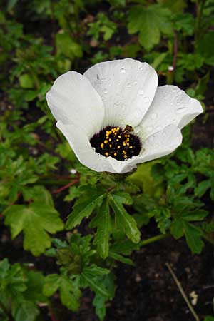 Hibiscus trionum \ Stunden-Eibisch / Bladder Ketmia, D Eichstätt 17.6.2014
