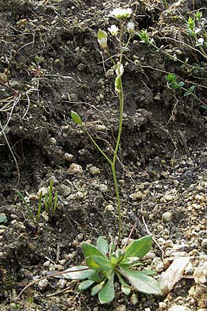 Draba glabrescens \ Kahles Hungerbl&uuml;mchen / Glabrous Whitlowgrass, D Weinheim an der Bergstra&szlig;e 22.4.2006