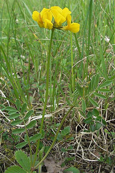 Hippocrepis comosa \ Hufeisenklee / Horseshoe Vetch, D Ketsch 4.5.2006