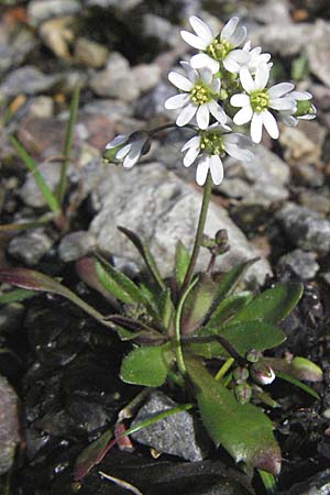 Draba glabrescens \ Kahles Hungerbl&uuml;mchen / Glabrous Whitlowgrass, D Weinheim an der Bergstra&szlig;e 4.3.2007