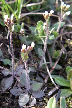 Arabidopsis thaliana \ Acker-Schmalwand / Thale Cress, D Rheinhessen, Wonsheim 30.3.2008