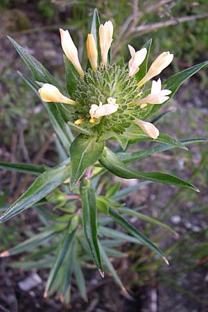 Collomia grandiflora, Großblumige Leimsaat
