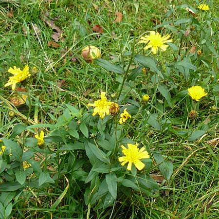 Hieracium laevigatum \ Glattes Habichtskraut / Smooth Hawkweed, D Bensheim 12.10.2014
