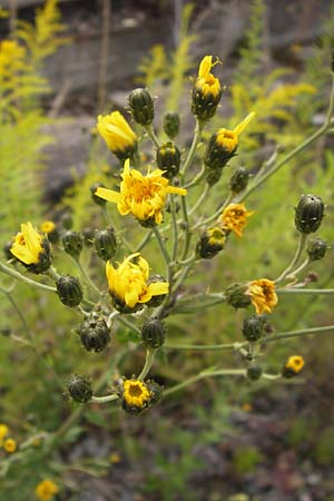 Hieracium sabaudum subsp. vagum \ Unbest&auml;ndiges Savoyer Habichtskraut / Glabrous-Headed Hawkweed, D Heidelberg 30.7.2012