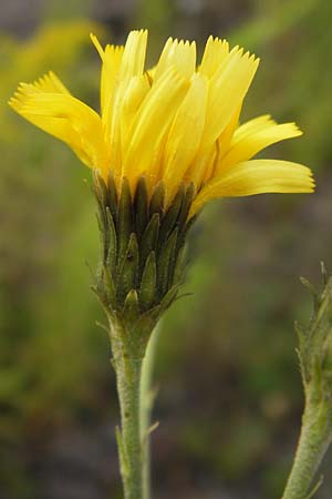 Hieracium sabaudum subsp. vagum \ Unbest&auml;ndiges Savoyer Habichtskraut / Glabrous-Headed Hawkweed, D Heidelberg 30.7.2012