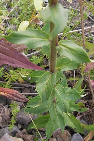 Hieracium sabaudum subsp. vagum \ Unbest&auml;ndiges Savoyer Habichtskraut / Glabrous-Headed Hawkweed, D Heidelberg 30.7.2012