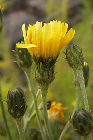Hieracium sabaudum subsp. vagum \ Unbest&auml;ndiges Savoyer Habichtskraut / Glabrous-Headed Hawkweed, D Heidelberg 30.7.2012