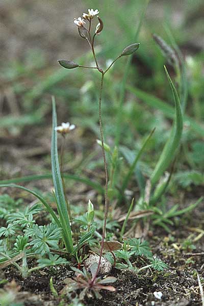 Draba verna agg. \ Frhlings-Hungerblmchen / Common Whitlowgrass, D Schwetzingen 1.5.2006