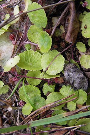 Hydrocotyle verticillata \ Amerikanischer Wassernabel, Hutpilzpflanze / Shield Pennywort, Whorled Pennywort, D Wetter 7.9.2013