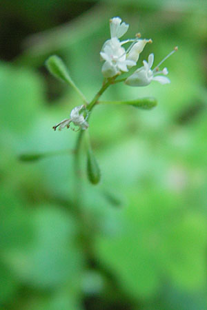 Circaea alpina \ Alpen-Hexenkraut / Alpine Enchanter's Nightshade, Small Enchanter's Nightshade, D Odenwald, Erbach 19.8.2009