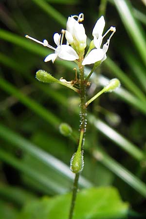 Circaea alpina \ Alpen-Hexenkraut / Alpine Enchanter's Nightshade, Small Enchanter's Nightshade, D Odenwald, Erbach 19.8.2009