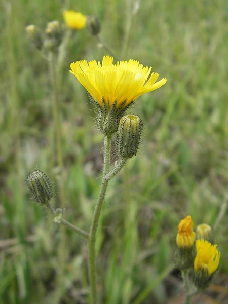 Hieracium caespitosum x pilosella \ Hybrid-Wiesen-Habichtskraut / Yellow Hybrid Fox and Cubs, D Elztal-Dallau 12.5.2012