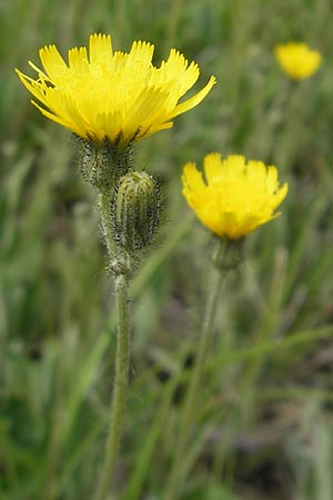 Hieracium caespitosum x pilosella \ Hybrid-Wiesen-Habichtskraut / Yellow Hybrid Fox and Cubs, D Elztal-Dallau 12.5.2012