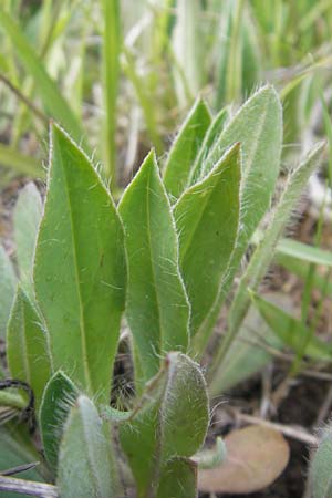 Hieracium caespitosum x pilosella \ Hybrid-Wiesen-Habichtskraut / Yellow Hybrid Fox and Cubs, D Elztal-Dallau 12.5.2012