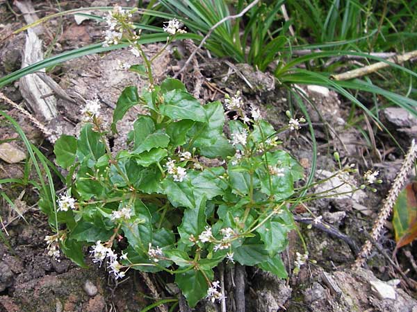 Circaea alpina \ Alpen-Hexenkraut / Alpine Enchanter's Nightshade, Small Enchanter's Nightshade, D Lorch 31.8.2013