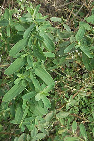 Hypericum perforatum, Perforate St. John's-Wort Hypericum perforatum, Perforate St. John's-Wort