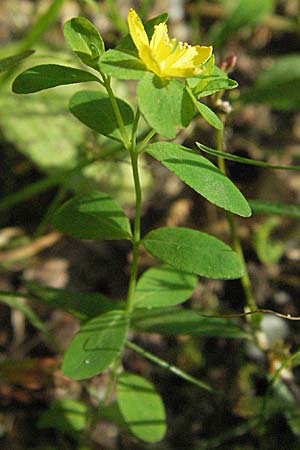 Hypericum humifusum \ Niederliegendes Johanniskraut / Trailing St. John's-Wort, D Mörfelden-Walldorf 6.8.2007