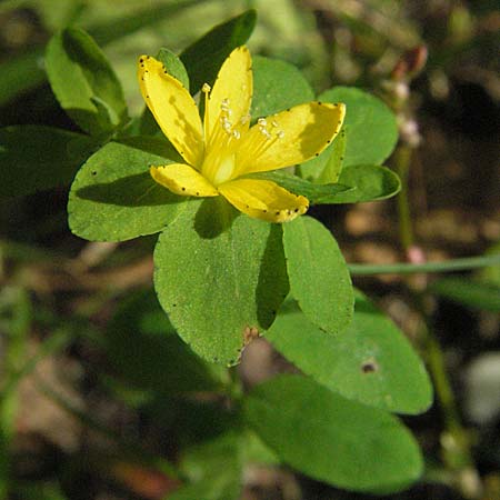 Hypericum humifusum \ Niederliegendes Johanniskraut / Trailing St. John's-Wort, D Mörfelden-Walldorf 6.8.2007