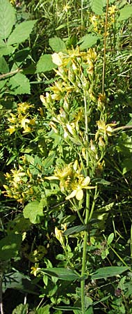 Hypericum hirsutum \ Behaartes Johanniskraut / Hairy St. John's-Wort, D Mosbach 7.7.2007