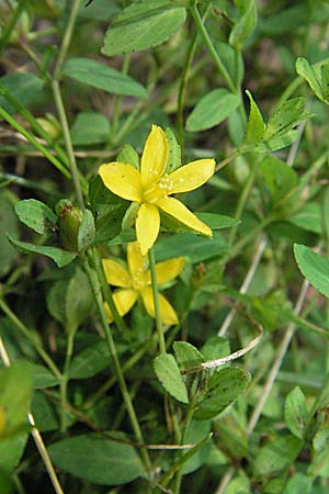 Hypericum humifusum \ Niederliegendes Johanniskraut / Trailing St. John's-Wort, D Odenwald, Lautertal 8.7.2007