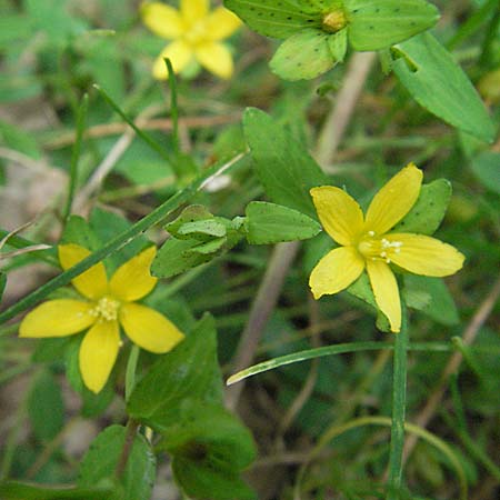 Hypericum humifusum \ Niederliegendes Johanniskraut / Trailing St. John's-Wort, D Odenwald, Lautertal 8.7.2007