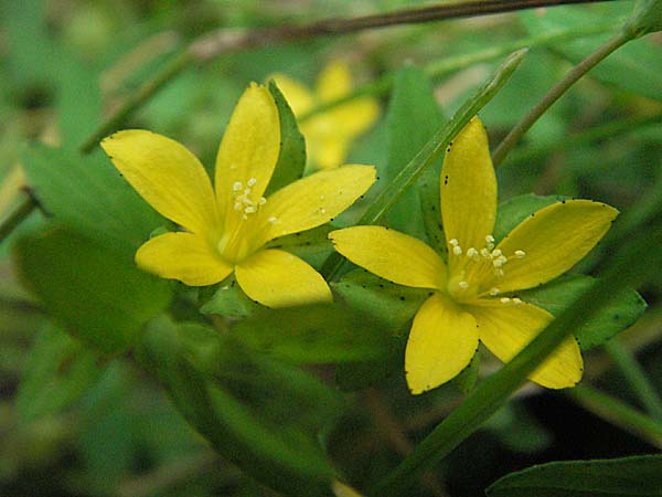 Hypericum humifusum \ Niederliegendes Johanniskraut / Trailing St. John's-Wort, D Odenwald, Lautertal 8.7.2007
