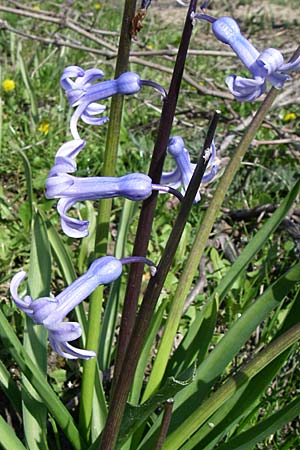Hyacinthus orientalis \ Garten-Hyazinthe / Garden Hyacinth, D Rheinhessen, Gau-Odernheim 20.4.2008
