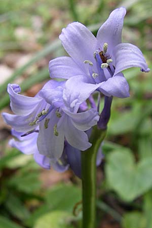 Hyacinthoides hispanica x non-scripta \ Hybrid-Hasenglckchen / Bluebell Hybrid, D Weinheim an der Bergstraße 5.5.2008