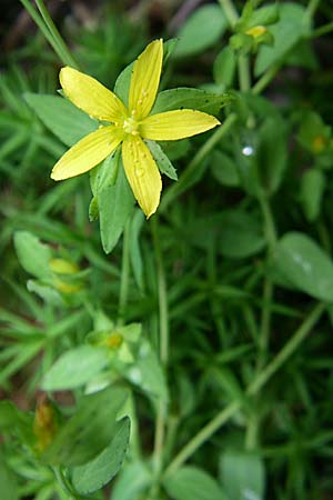 Hypericum humifusum \ Niederliegendes Johanniskraut / Trailing St. John's-Wort, D Ramsen 7.9.2008
