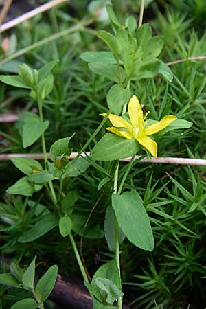 Hypericum humifusum \ Niederliegendes Johanniskraut / Trailing St. John's-Wort, D Ramsen 7.9.2008