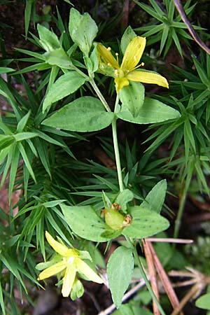 Hypericum humifusum \ Niederliegendes Johanniskraut / Trailing St. John's-Wort, D Ramsen 7.9.2008