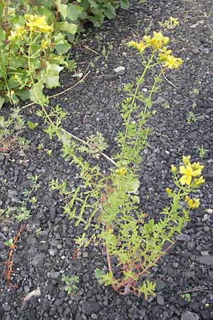 Hypericum perforatum \ Echtes Johanniskraut, Tpfel-Hartheu / Perforate St. John's-Wort, D Mannheim 19.6.2009