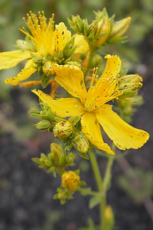 Hypericum perforatum \ Echtes Johanniskraut, Tpfel-Hartheu / Perforate St. John's-Wort, D Mannheim 19.6.2009