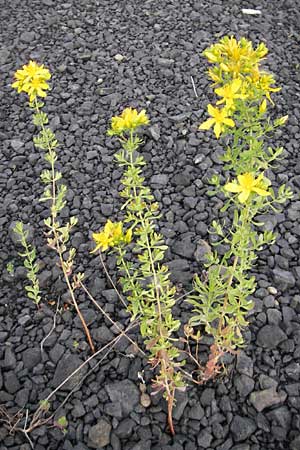 Hypericum perforatum \ Echtes Johanniskraut, Tpfel-Hartheu / Perforate St. John's-Wort, D Mannheim 19.6.2009