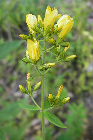 Hypericum hirsutum \ Behaartes Johanniskraut / Hairy St. John's-Wort, D Weinheim an der Bergstraße 23.7.2009