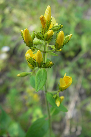 Hypericum hirsutum \ Behaartes Johanniskraut / Hairy St. John's-Wort, D Weinheim an der Bergstraße 23.7.2009