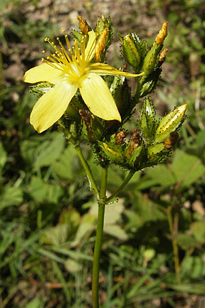 Hypericum montanum, Berg-Johanniskraut Hypericum montanum, Berg-Johanniskraut