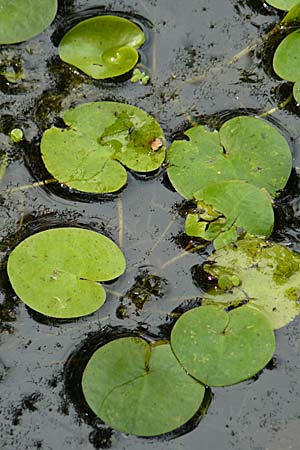 Hydrocharis morsus-ranae \ Froschbiss / Frogbit, D Karlsruhe Fritschlach 26.7.2008