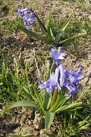 Hyacinthus orientalis \ Garten-Hyazinthe / Garden Hyacinth, D Guntersblum 29.3.2011
