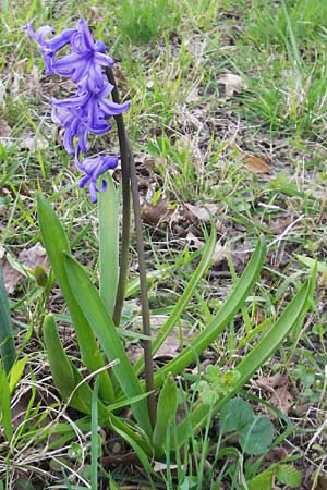 Hyacinthus orientalis \ Garten-Hyazinthe / Garden Hyacinth, D Ludwigshafen 29.3.2012