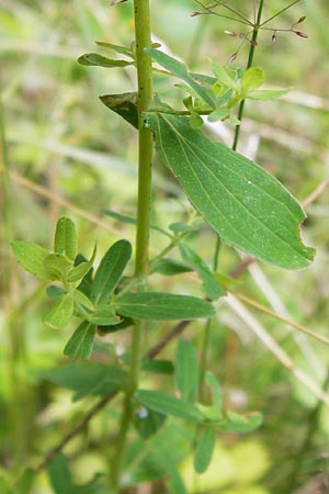 Hypericum desetangsii ? \ Gewhnliches Bastard-Johanniskraut / Des Etangs' St. John's-Wort, D Eberbach 21.7.2012