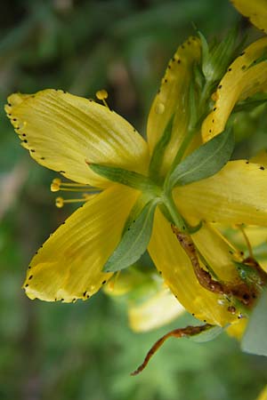 Hypericum desetangsii ? \ Gewhnliches Bastard-Johanniskraut / Des Etangs' St. John's-Wort, D Eberbach 21.7.2012