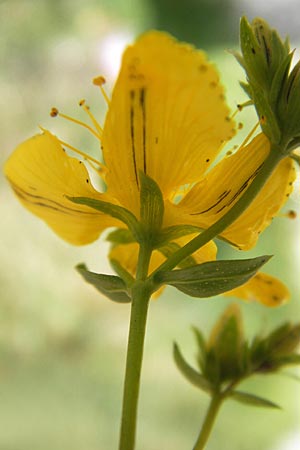 Hypericum perforatum \ Echtes Johanniskraut, Tpfel-Hartheu / Perforate St. John's-Wort, D Mannheim 22.7.2012