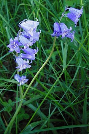 Hyacinthoides hispanica x non-scripta \ Hybrid-Hasenglckchen / Bluebell Hybrid, D Nussloch 7.5.2014