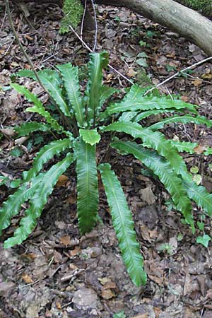 Asplenium scolopendrium \ Hirschzungen-Farn / Hart's-tongue, D Nussloch 7.9.2009