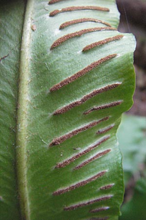 Asplenium scolopendrium \ Hirschzungen-Farn / Hart's-tongue, D Nussloch 7.9.2009