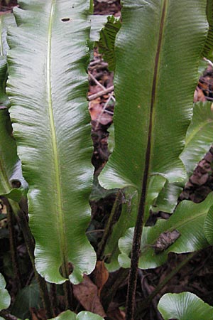 Asplenium scolopendrium \ Hirschzungen-Farn / Hart's-tongue, D Nussloch 7.9.2009