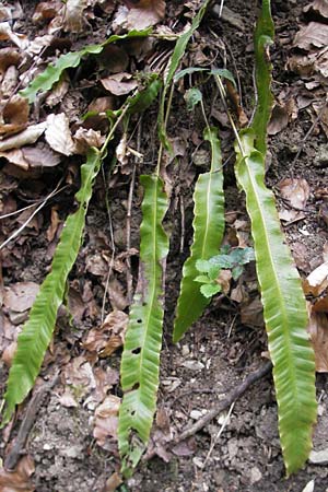 Asplenium scolopendrium \ Hirschzungen-Farn / Hart's-tongue, D Neckarzimmern 11.4.2010