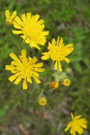 Hieracium zizianum \ Ziz' Habichtskraut / Ziz' Hawkweed, D Keltern 9.6.2010